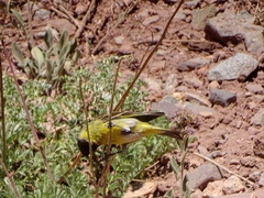 Spinus crassirostris