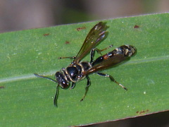 Trypoxylon tridentatum