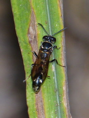 Trypoxylon tridentatum