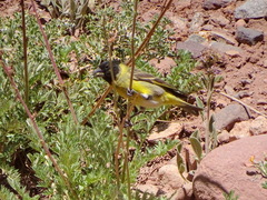 Spinus crassirostris