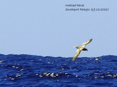 Pterodroma inexpectata