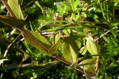 Epilobium insulare