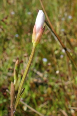 Epilobium insulare