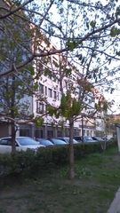 Aesculus hippocastanum