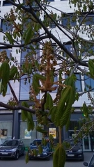 Aesculus hippocastanum