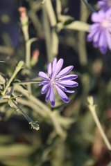 Cichorium intybus