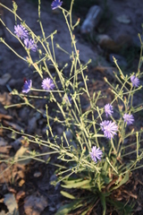 Cichorium intybus