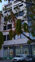 Aesculus hippocastanum