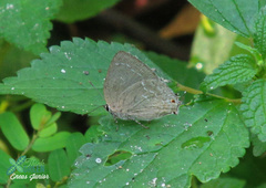 Strephonota tephraeus