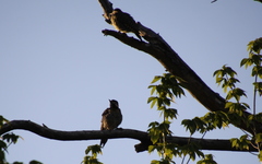 Colaptes melanochloros