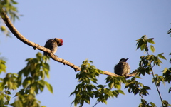 Colaptes melanochloros