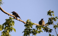 Colaptes melanochloros