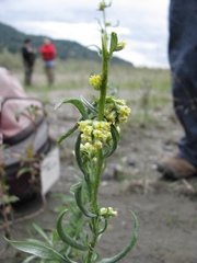 Artemisia lindleyana