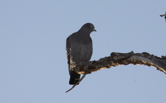 Patagioenas maculosa