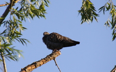 Patagioenas maculosa