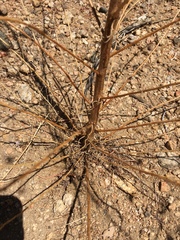 Cordylanthus rigidus setigerus