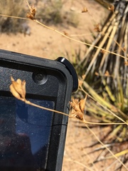 Cordylanthus rigidus setigerus