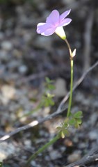 Oxalis livida