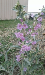 Penstemon angustifolius