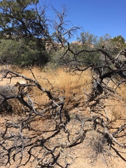 Cordylanthus rigidus setigerus