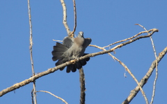 Patagioenas maculosa