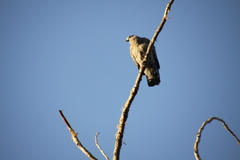 Patagioenas maculosa