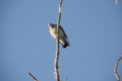 Patagioenas maculosa