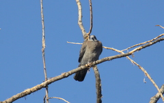 Patagioenas maculosa