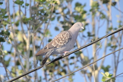 Patagioenas maculosa