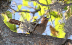 Pseudoseisura lophotes