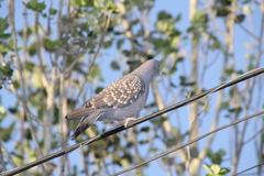 Patagioenas maculosa