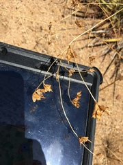 Cordylanthus rigidus setigerus