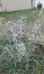 Penstemon angustifolius