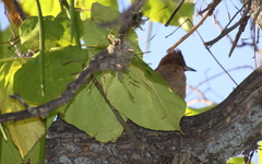 Pseudoseisura lophotes
