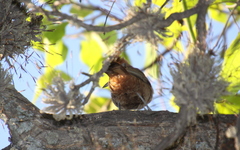 Pseudoseisura lophotes