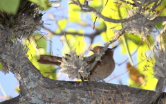 Pseudoseisura lophotes