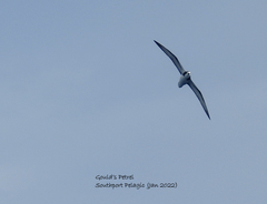 Pterodroma leucoptera