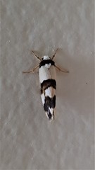 Philenora aspectalella