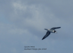 Pterodroma leucoptera