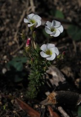 Oxalis tenuifolia