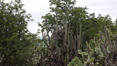 Trichocereus cuzcoensis