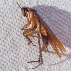 Periplaneta americana