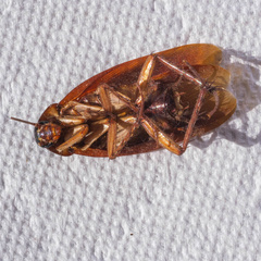 Periplaneta americana