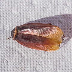 Periplaneta americana