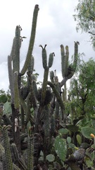 Trichocereus cuzcoensis