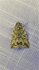 Calathusa basicunea