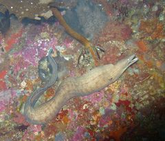 Gymnothorax nubilus