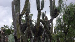 Trichocereus cuzcoensis