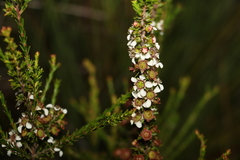 Leptospermum liversidgei