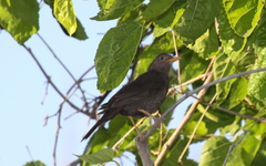 Turdus chiguanco